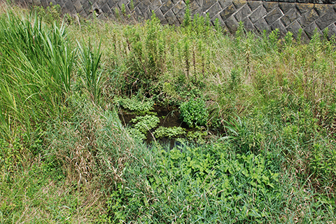 草に覆われた源流部の川面