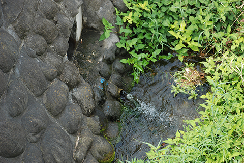 落合川源流部の湧水