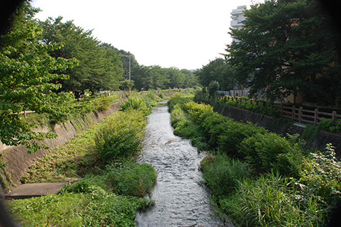 黒目川の風景