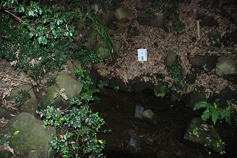 竹林公園の湧水点